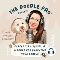 Season Finale: Best of 2022's Episodes on Doodle Dogs' Training, Grooming, Health & Behavior