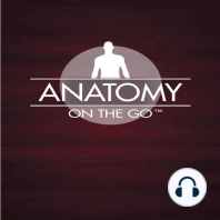 Episode 66: Learning Anatomy and the Voices in Your Head