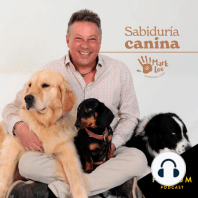 Trailer: Sabiduría Canina