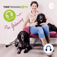 Cavalettitraining für Hunde mit Katrin Stiller