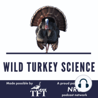 How could season frameworks affect wild turkey populations? ft. Dr. Mike Chamberlain | #03