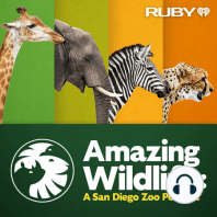 Announcing Season 2 of Amazing Wildlife: A San Diego Zoo Podcast