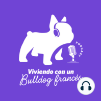 La vida de mi Bulldog Francés Tadeo ? tras su diagnóstico de hipertiroidismo ? con Paola Zumárraga