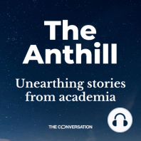 Anthill 3: Rooting for the underdog