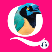 0032 - El Pájaro Belverde