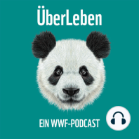 Im Zeichen des Pandas