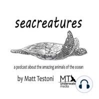 Episode 6: Weedy Seadragons with Kade Mills