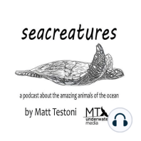 Episode 17: Megalodon Sharks with Ben Francischelli