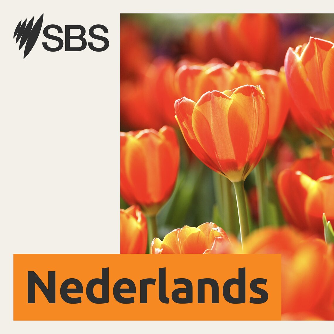 Middle Raged: Queenie van de Zandt would like to talk to Dutch women ...