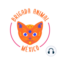 Programa especial: 6° Aniversario de Brigada Animal México