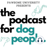 Is your dog’s reactivity a symptom of pain?