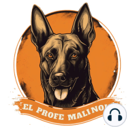 01.¿Cualquiera puede tener un Malinois ?