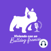 Cómo fue vivir con Oli, mi bulldog francés ? ft Génesis López