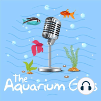 #105 – Guppies, Questions, and B!t₵hing