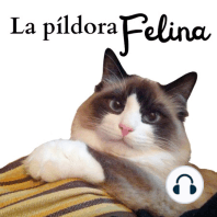 76. Cistitis idiopática felina: 5 síntomas de alerta indiscutibles