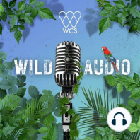 WCS Wild Audio Returns March 6 with Season 4