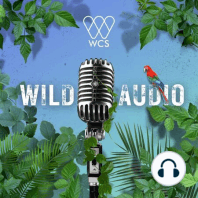 Get Ready for Season 4 of the Award-Winning WCS Wild Audio Podcast