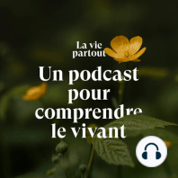 Est-ce vraiment utile de nourrir les oiseaux ?