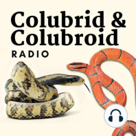 Eric Westmorland talks about Corn Snakes