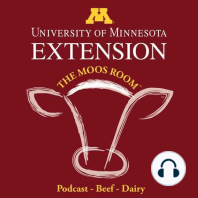 Episode 112 - Pain control options for cattle - UMN Extension's The Moos Room