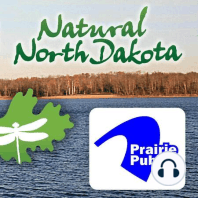 North Dakota's Petrified Forest