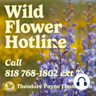 Wild Flower Hotline March 22, 2024