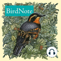 BirdNoir: A Dark and Stormy Night