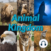 Animals of the Amazon Rainforest (Part 1)