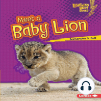 Meet a Baby Lion
