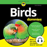 Birds for Dummies