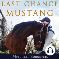Last Chance Mustang