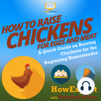 How to Raise Chickens for Eggs and Meat
