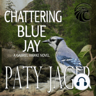 Chattering Blue Jay