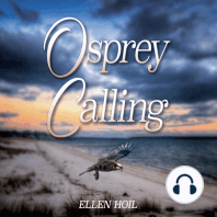 Osprey Calling