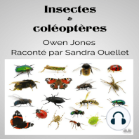 Insectes et coléoptères
