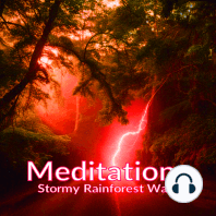 Meditations - Stormy Rainforest Walk