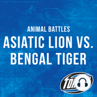Asiatic Lion vs. Bengal Tiger