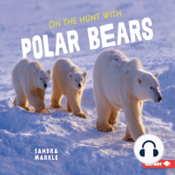 On the Hunt with Polar Bears