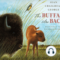 The Buffalo are Back