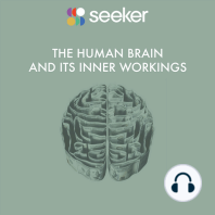 The Human Brain and its Inner Workings