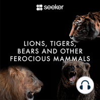 Lions, Tigers, Bears and Other Ferocious Mammals