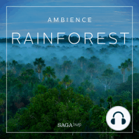 Ambience - Rainforest