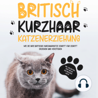 Britisch Kurzhaar Katzenerziehung