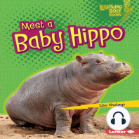 Meet a Baby Hippo