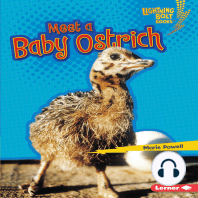 Meet a Baby Ostrich