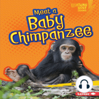 Meet a Baby Chimpanzee