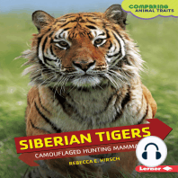 Siberian Tigers