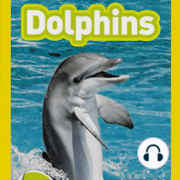 Dolphins