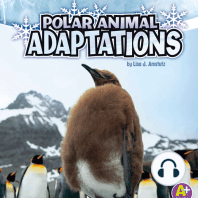 Polar Animal Adaptations