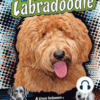 Labradoodle